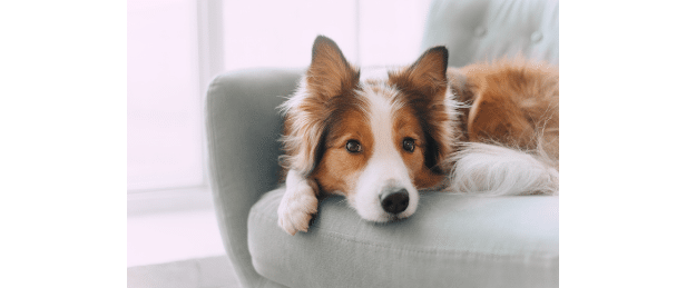 Dog Sitting on performance fabric